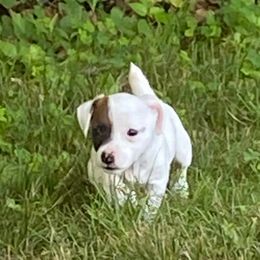 Frank - Tri-color male Russell Terrier puppy in Andover, Connecticut from Frog Hollow Farm