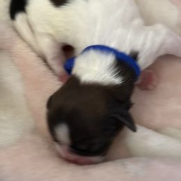 Boy4 - Red and white male Shih Tzu puppy in Covina, California from Shih_doodle_Co