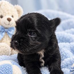 Blue - Parti male Yorkshire Terrier puppy in Centre, Alabama from Sassy Yorkie , miniature schnauzer , Maltese Love of Alabama