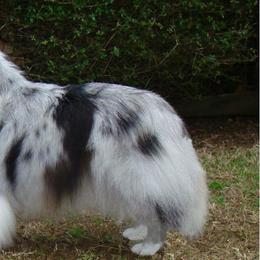 Shetland Sheepdogs from Carolyn Spears's Shetland Sheepdogs