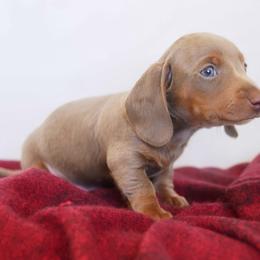 Luigi - Fawn (isabella) and tan male Dachshund puppy in Apple Valley, California from Socaldoxies