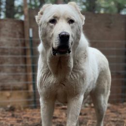 Beyaz - Central Asian Shepherd Dog