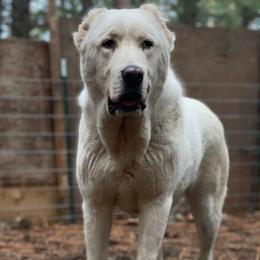 Beyaz - Central Asian Shepherd Dog