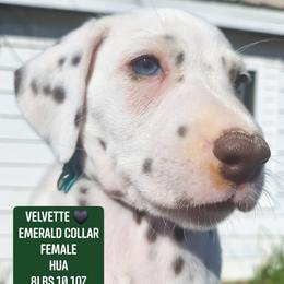Velvette (Emerald Collar Female) HUA - White and liver brown female Dalmatian puppy in Raymondville, Missouri from Wagner's Dalmatian's