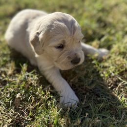 Girl 3 - Light golden female Golden Retriever puppy in Buckeye, Arizona from Ryder's Roundup
