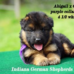 Purple collar long coat - Black and red German Shepherd puppy in Chrisney, Indiana from Indiana German Shepherds