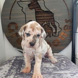 Pink Collar - Harlequin female Great Dane puppy in Alton, Illinois from Show Me Great Danes and Basset Hounds