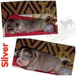 Australian Shepherd and Miniature Australian Shepherd Puppies from Donaldson Aussies