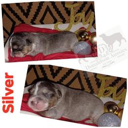 Australian Shepherd and Miniature Australian Shepherd Puppies from Donaldson Aussies