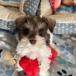 Cupid - Parti female Miniature Schnauzer puppy in Anthony, Florida from Amanda Tragash