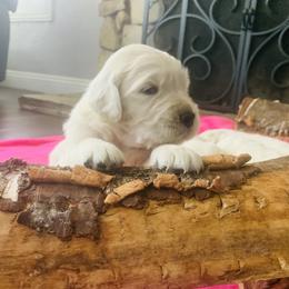 Golden Retriever Puppies from Mountain Valley Retrievers