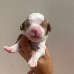 Girl 2 - Blenheim female Cavapoo puppy in Sacramento County, California from Sac-Town Poodles and Doodles