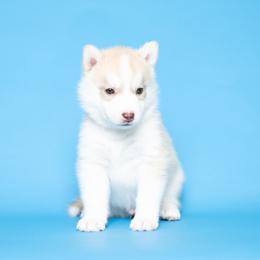 Calvera - Red and white male Siberian Husky puppy in Meadow Vista, California from Thistle Hill Siberians