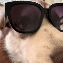 Dio - Siberian Husky