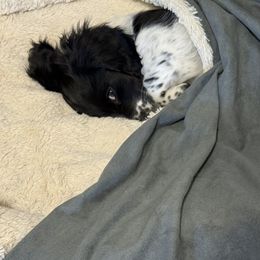 Dachshund Puppies from Queen Bee Doxies