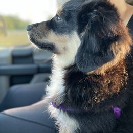 Australian Shepherd and Miniature Australian Shepherd Puppies from Integrity Aussies Tx