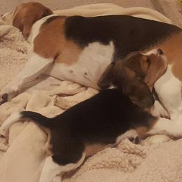 Beagle Puppies from Alpenglow Beagles