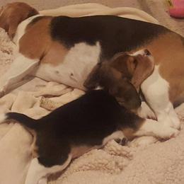 Beagle Puppies from Alpenglow Beagles