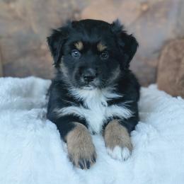 Baby Blue - Black tri-color female Australian Shepherd puppy in Yakima, Washington from Naches Heights Ranch