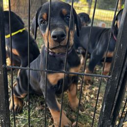 Purple - Black and rust female Doberman Pinscher puppy in Lynn, Michigan from Creekside Dobermans
