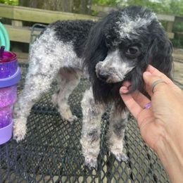 Tot - Poodle