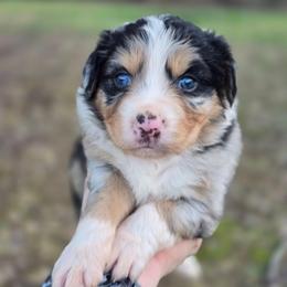 Lynx - Blue merle female Australian Shepherd puppy in London, Kentucky from Kenmont Kennels