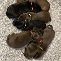 Labrador Retriever Puppies from Crout Kennels