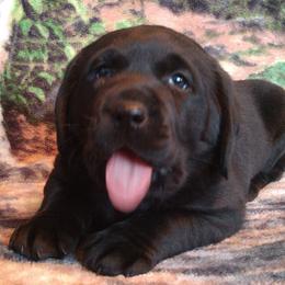 Labrador Retriever Puppies from Buffalo Valley Breeders