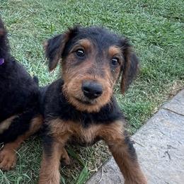 Black - Black and tan female Airedale Terrier puppy in Anderson, California from Airedales of Myriad Ranch