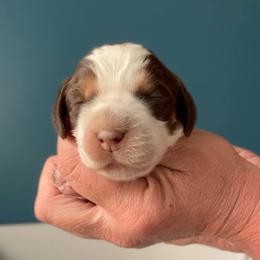 Mayhem - Tri-Roan male English Springer Spaniel puppy in Tupalo, Mississippi from Butterfield Trail Farm