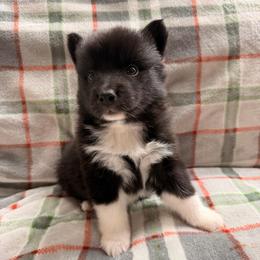 Shelby - female Nenets Herding Laika puppy in Rockville, Maryland from Skais the Limit