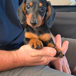 Theo - Black and tan male Dachshund puppy in Red Bud, Illinois from Midwest Miniature Dachshunds