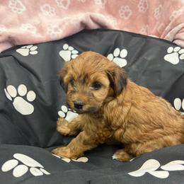 Maple - Sable female Yorkipoo puppy in Walla Walla, Washington from Linda Sherman
