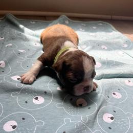 Green collar - Red male Boston Terrier puppy in Winnie, Texas from Tina Terry's Boston Terriers
