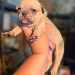 Princess - Cream female French Bulldog puppy in Hopkins, Missouri from Mowry Creek Mini Aussiedoodles and More