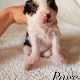 Bernedoodle Puppies from 5280 Bernedoodles