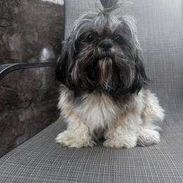 Holly - Shih Tzu