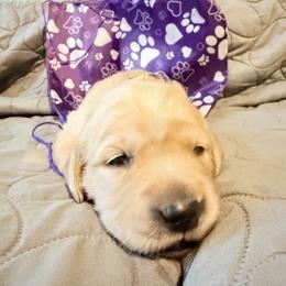 Sweet pea Serenade - Dark golden female Golden Retriever puppy in Gainesville, Florida from Heart and Soul Dog Breeding, Inc.