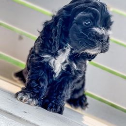 Cocker Spaniel Puppies from Priceless Pups