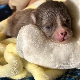 Hershey - Blue merle and tan tri female Pomeranian puppy in Skipperville, Alabama from Nay Nay’s Babies