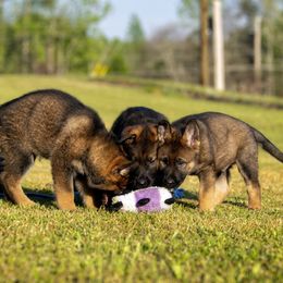 German Shepherd Puppies from Sommerfeld German Shepherds