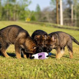 German Shepherd Puppies from Sommerfeld German Shepherds