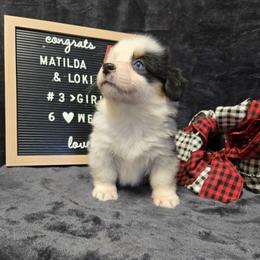 3 white collar girl - Black and tan female Pembroke Welsh Corgi puppy in Harrisburg, Illinois from Parish Corgis