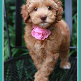 Australian Labradoodle Puppies from Cotton Creek Labradoodles