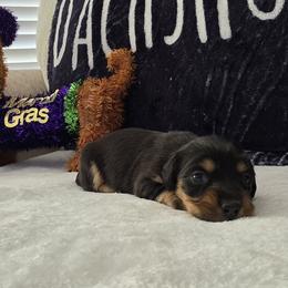 Girl 2 - Black and tan female Dachshund puppy in Hattiesburg, Mississippi from Precious Doxies