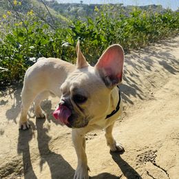 French Bulldog Puppies from French Paws