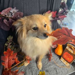 Itty bitty - Pomeranian