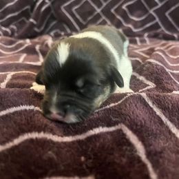 Pembroke Welsh Corgi Puppies from Simply loved corgis