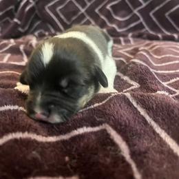 Pembroke Welsh Corgi Puppies from Simply loved corgis