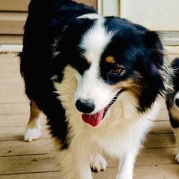 Puppers - Black tri female Miniature Australian Shepherd puppy in Hagerstown, Maryland from Renegade Kennels